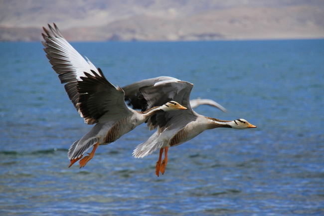 3 《比翼雙飛》-楊晉鋒_調整大小.JPG